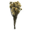 Photograph of 15-18" Natural Green Phyliscens Bundle
