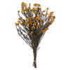 Photograph of 16" Aspen Gold Rice Flower 4-5 oz