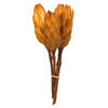 Photograph of 8-12" Aspen Gold Repens Nat Stem 180/Cs