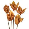 Photograph of 16" Aspen Gold Sora Pod on Stem - 5/Pk