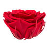 Photograph of 3.5-4" Red Premium Rose Head - 4/Box