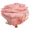 Photograph of 3.5-4" Light Pink Premium Rose Head 4/Bx