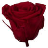 Photograph of 2.5-3" Preserved Red Rose Head 48/Tray