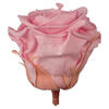 Photograph of 2.5-3" Presvd Lt Pink Rose Head 48/Tray