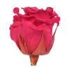 Photograph of 2.5-3" Dark Pink Std Rose Head 6/Box