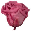 Photograph of 2.5-3" New York Pink Std Rose Head -6/Bx