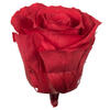 Photograph of 2.5-3" Coral Standard Rose Head - 6/Box
