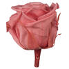 Photograph of 2.5-3" Pink Opal Std Rose Head - 6/Box