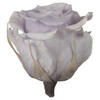 Photograph of 2.5-3" Light Lilac Std Rose Head - 6/Box
