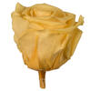 Photograph of 2.5-3" Yellow Standard Rose Head - 6/Box