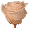 Photograph of 2.5-3" Peach Standard Rose Head - 6/Box