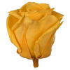 Photograph of 2.5-3" Golden Yellow Std Rose Head -6/Bx