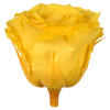 Photograph of 2.5-3" Bright Yellow Std Rose Head -6/Bx