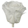 Photograph of 2.5-3" Preserved White Rose Head 48/Tray