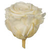 Photograph of 2.5-3" Presvd Champagne Rose Head 48Tray