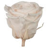 Photograph of 2.5-3" Presv Blush Pink Rose Head 48Tray