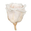 Photograph of 1" Milky Pink Tiny Rose Head - 15/Box