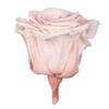 Photograph of 1" Blush Pink Tiny Rose Head - 15/Box