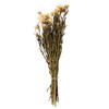 Photograph of 12-14" Natural Blush Straw Flowers -3oz.