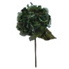 Photograph of 29" Lime Velvet Hydrangea 7" Flower