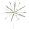 Photograph of 24" Cream Papyrus, 20" Flower 3/Bag