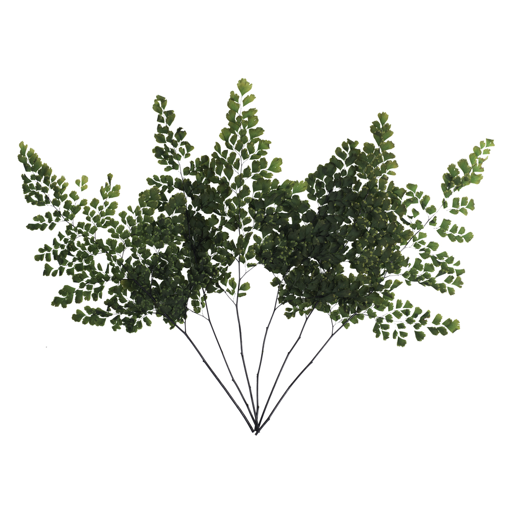 6-10" Oasis Grn Adianthum Fern Pet 6Pc