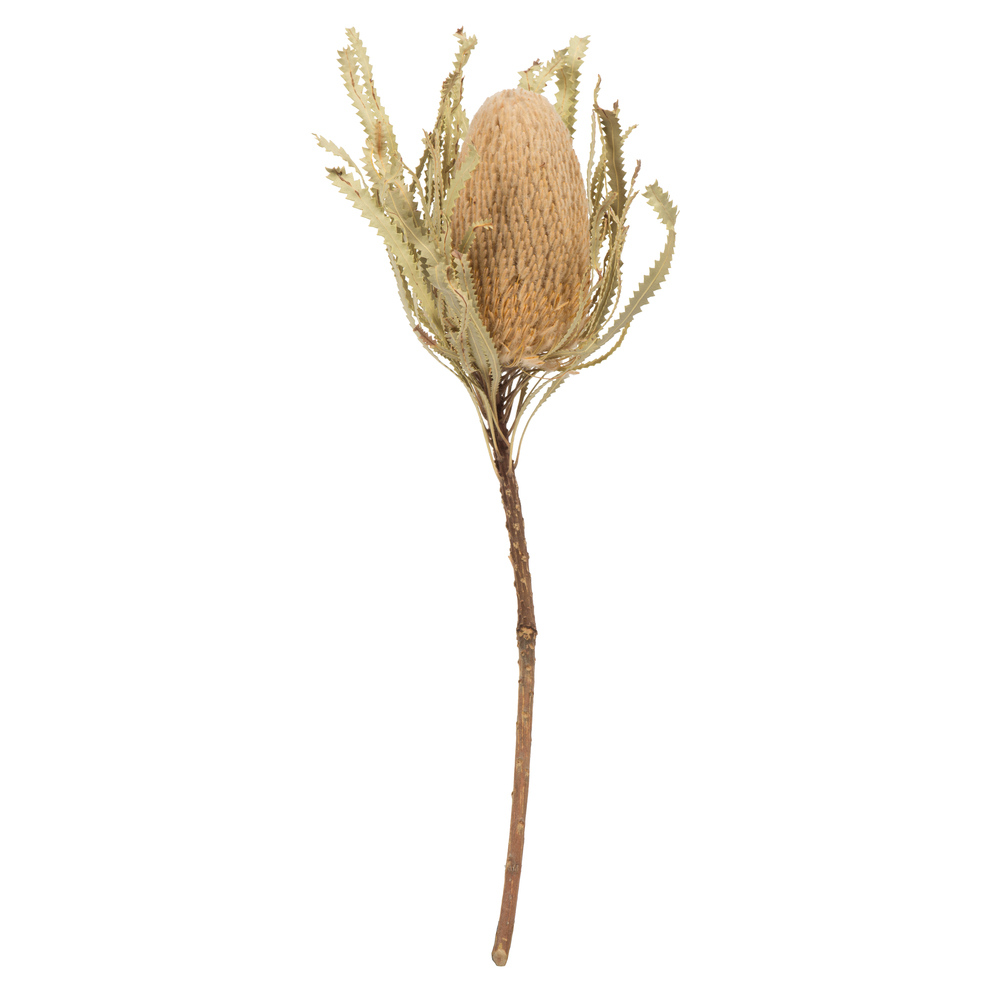 Vickerman 12" Natural Jumbo Banksia Flower with Stem