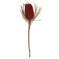 Vickerman 12" Natural Jumbo Banksia Flower with Stem