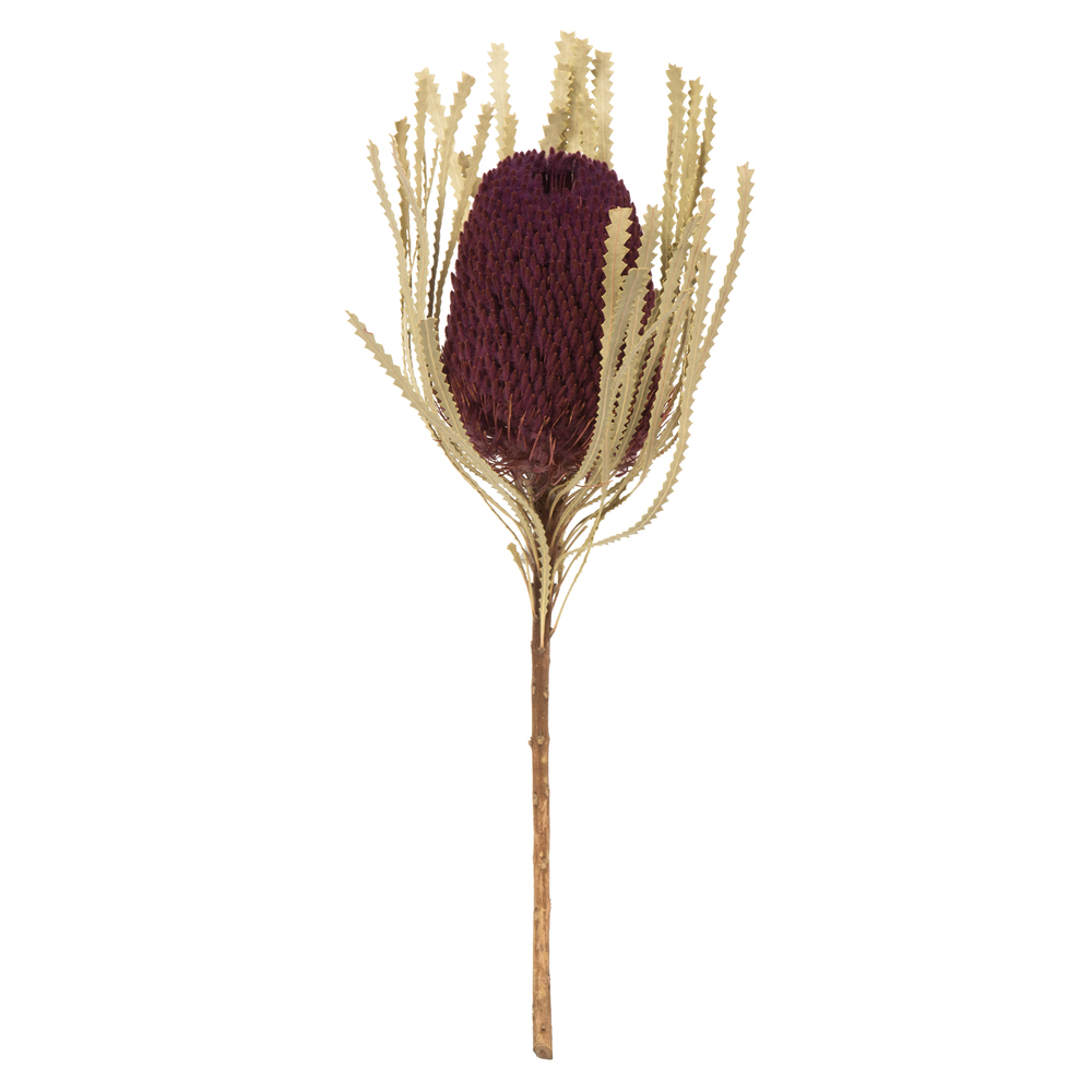 Vickerman 12" Natural Jumbo Banksia Flower with Stem