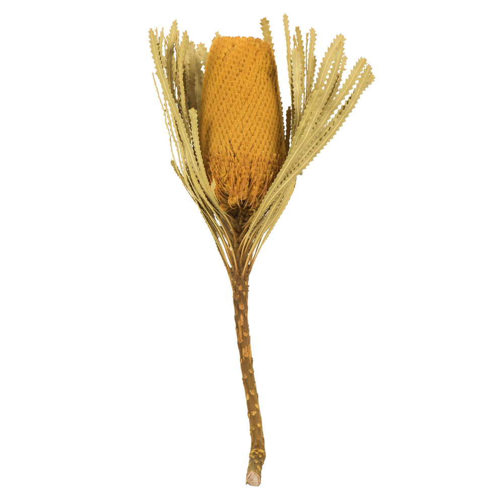 Vickerman 12" Banksia Flower with Dyed Foliage, Dried