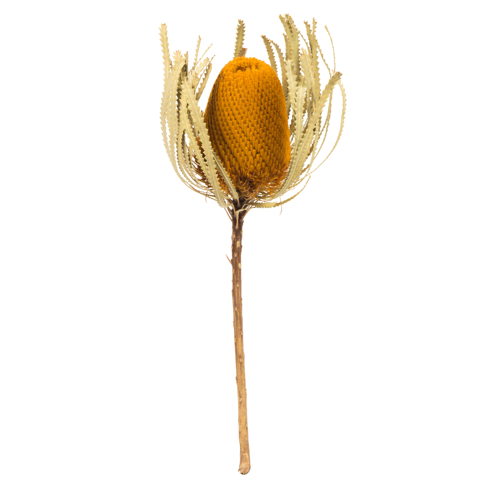Vickerman 12" Natural Jumbo Banksia Flower with Stem