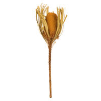 Vickerman 12" Natural Jumbo Banksia Flower with Stem