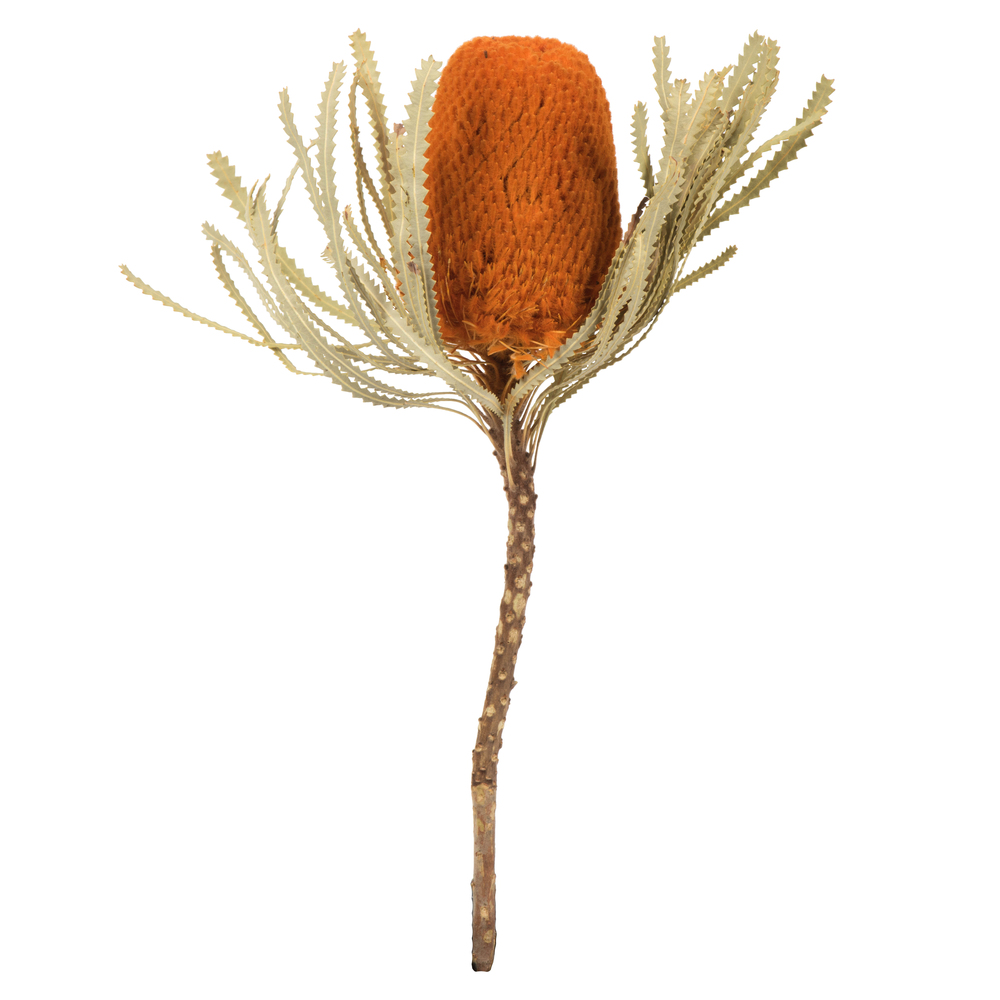Vickerman 12" Natural Jumbo Banksia Flower with Stem