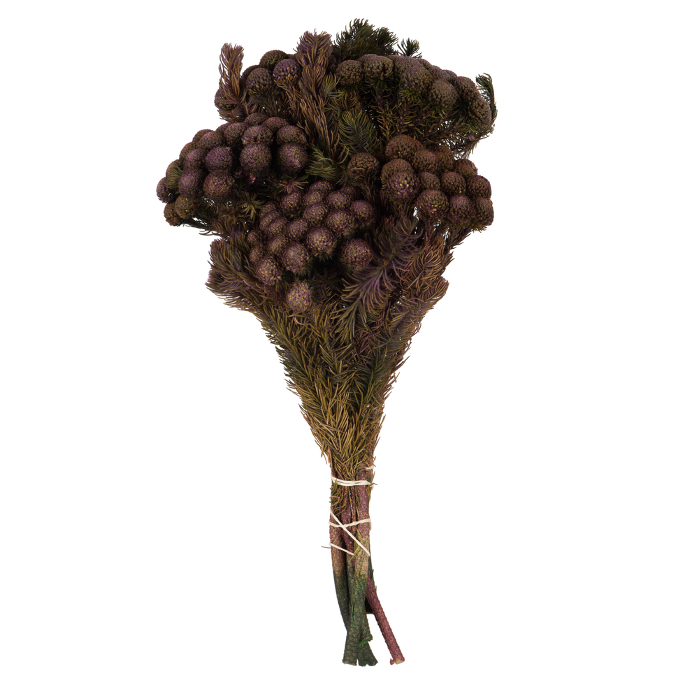 Vickerman Brunia Stem Bundle, Preserved