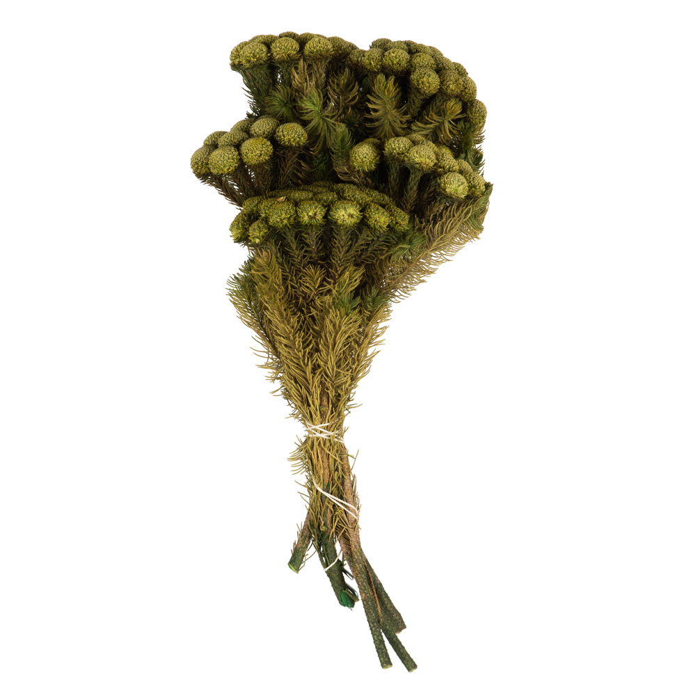 Vickerman Brunia Stem Bundle, Preserved