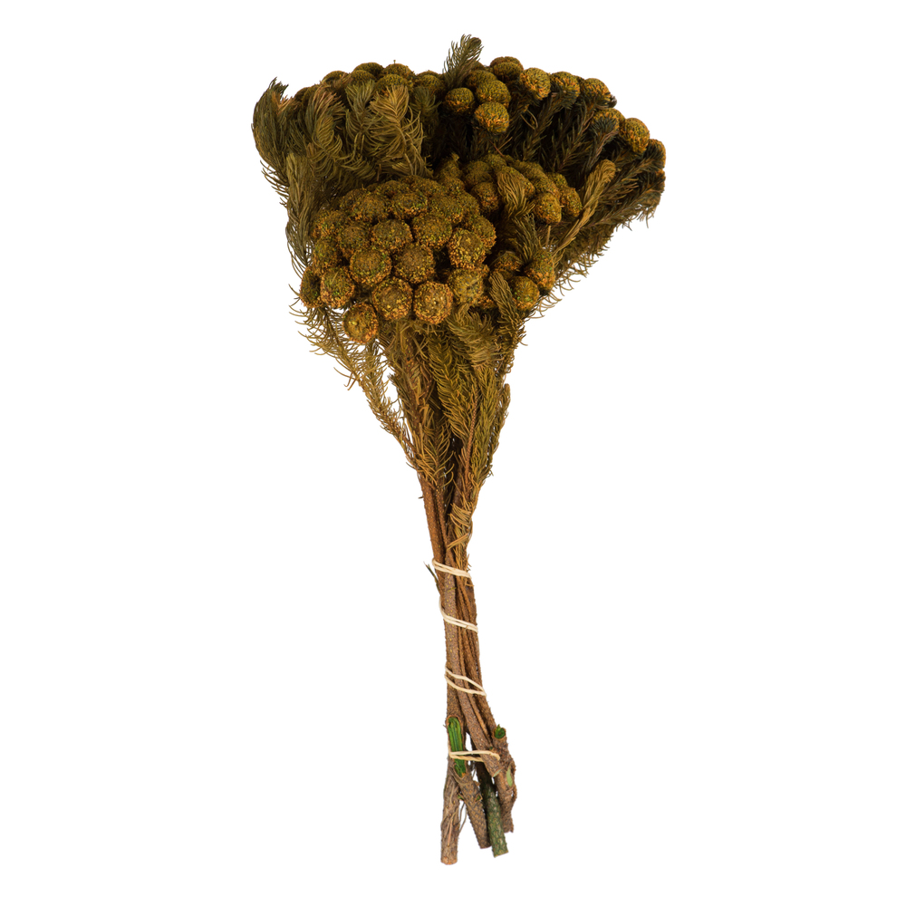 Vickerman Brunia Stem Bundle, Preserved
