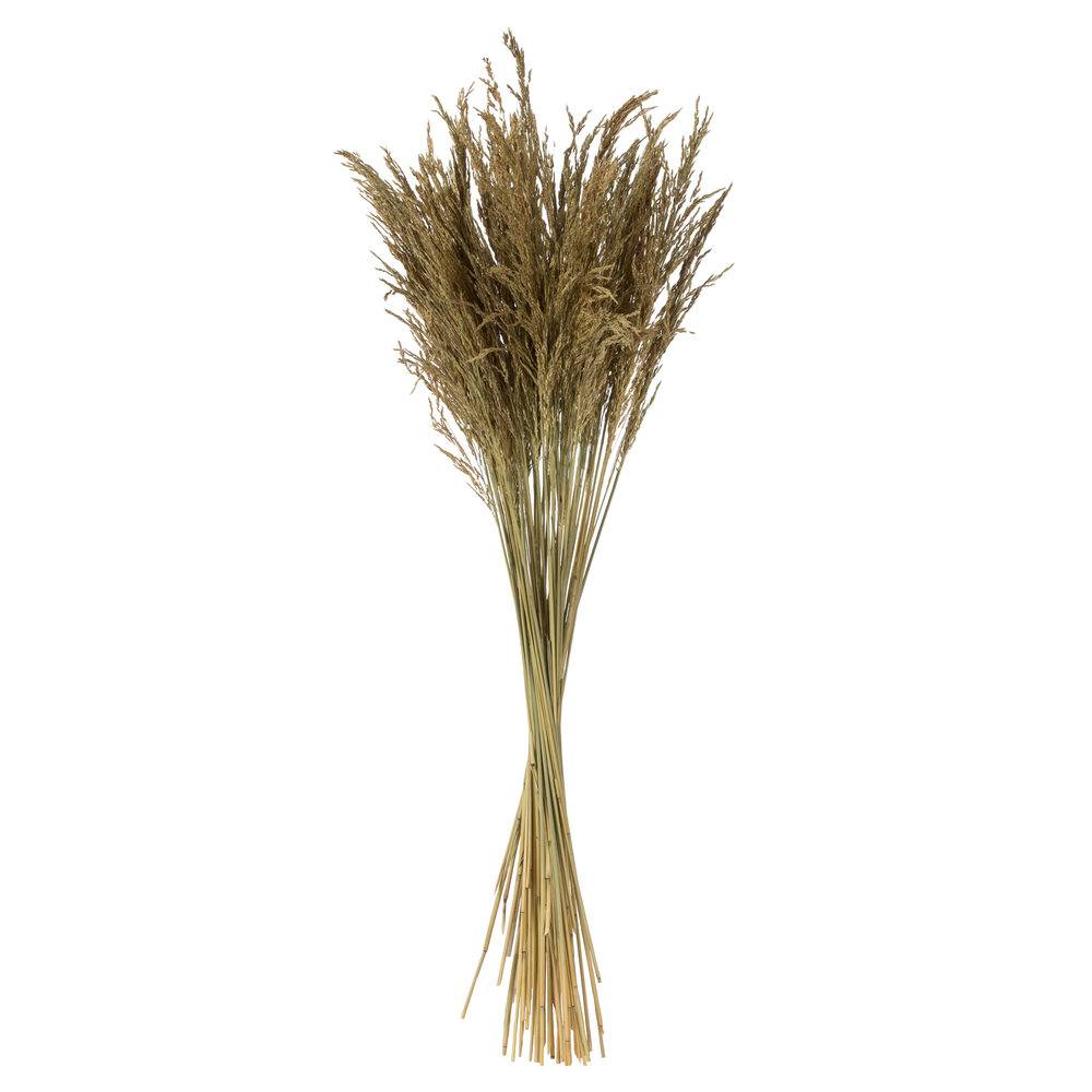 Vickerman 36" Congo Grass Bundle, 8 oz Dried
