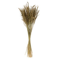 Vickerman 36" Congo Grass Bundle, 8 oz Dried