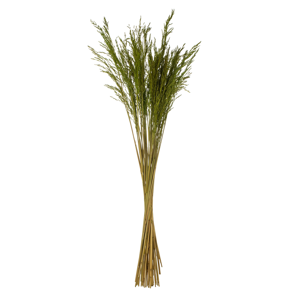 Vickerman 36" Congo Grass Bundle, 8 oz Dried