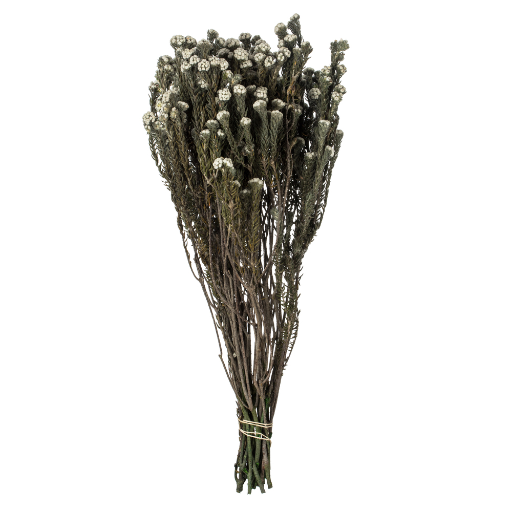 Vickerman Cotton Phylica Flower Bundle, Preserved 4oz