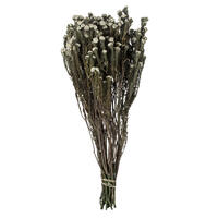 Vickerman Cotton Phylica Flower Bundle, Preserved 4oz
