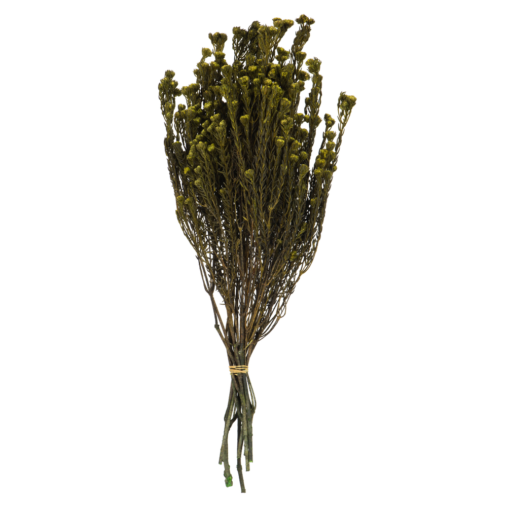 Vickerman Cotton Phylica Flower Bundle, Preserved 4oz
