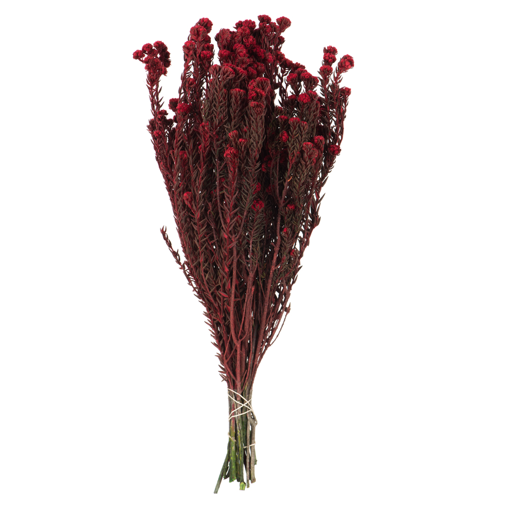 Vickerman Cotton Phylica Flower Bundle, Preserved 4oz