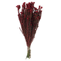 Vickerman Cotton Phylica Flower Bundle, Preserved 4oz