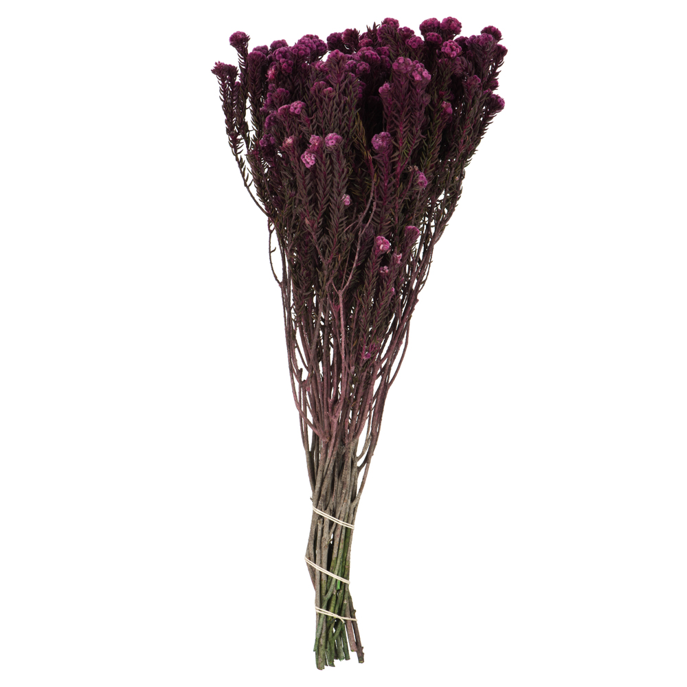 Vickerman Cotton Phylica Flower Bundle, Preserved 4oz