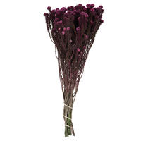 16-22" Purple Orchid Cotton Phylica 4oz