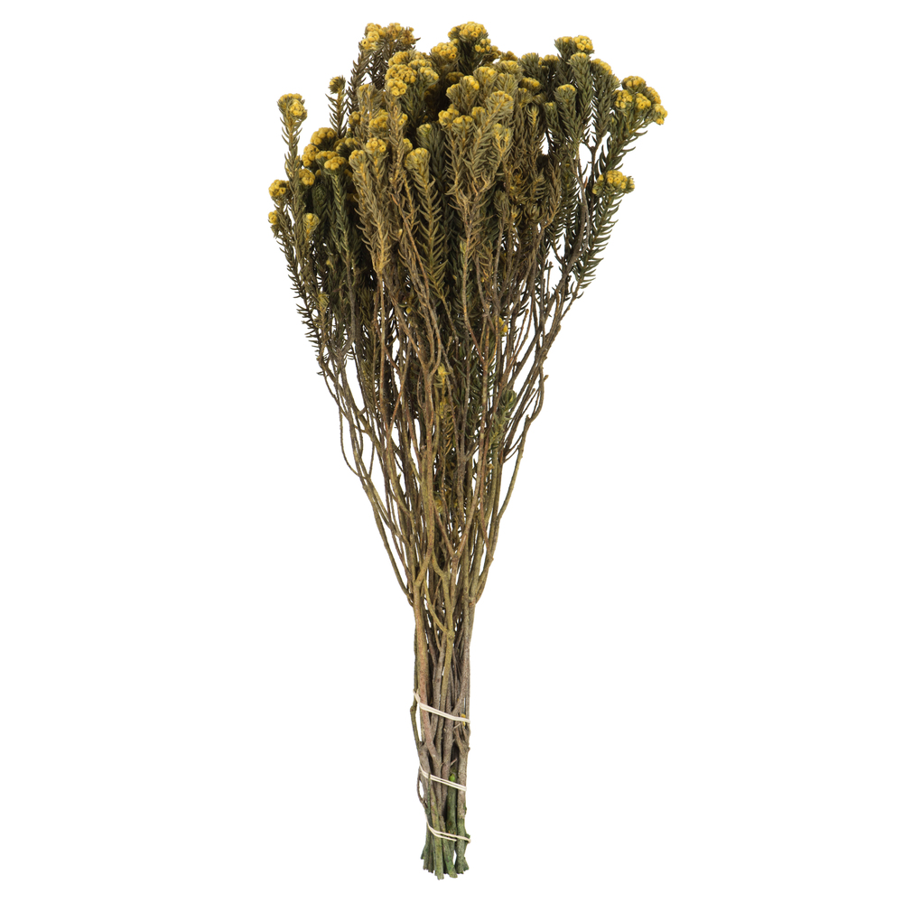 Vickerman Cotton Phylica Flower Bundle, Preserved 4oz