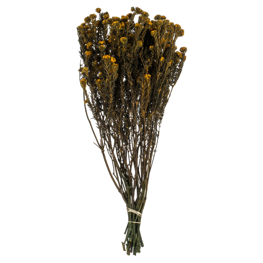 Vickerman Cotton Phylica Flower Bundle, Preserved 4oz