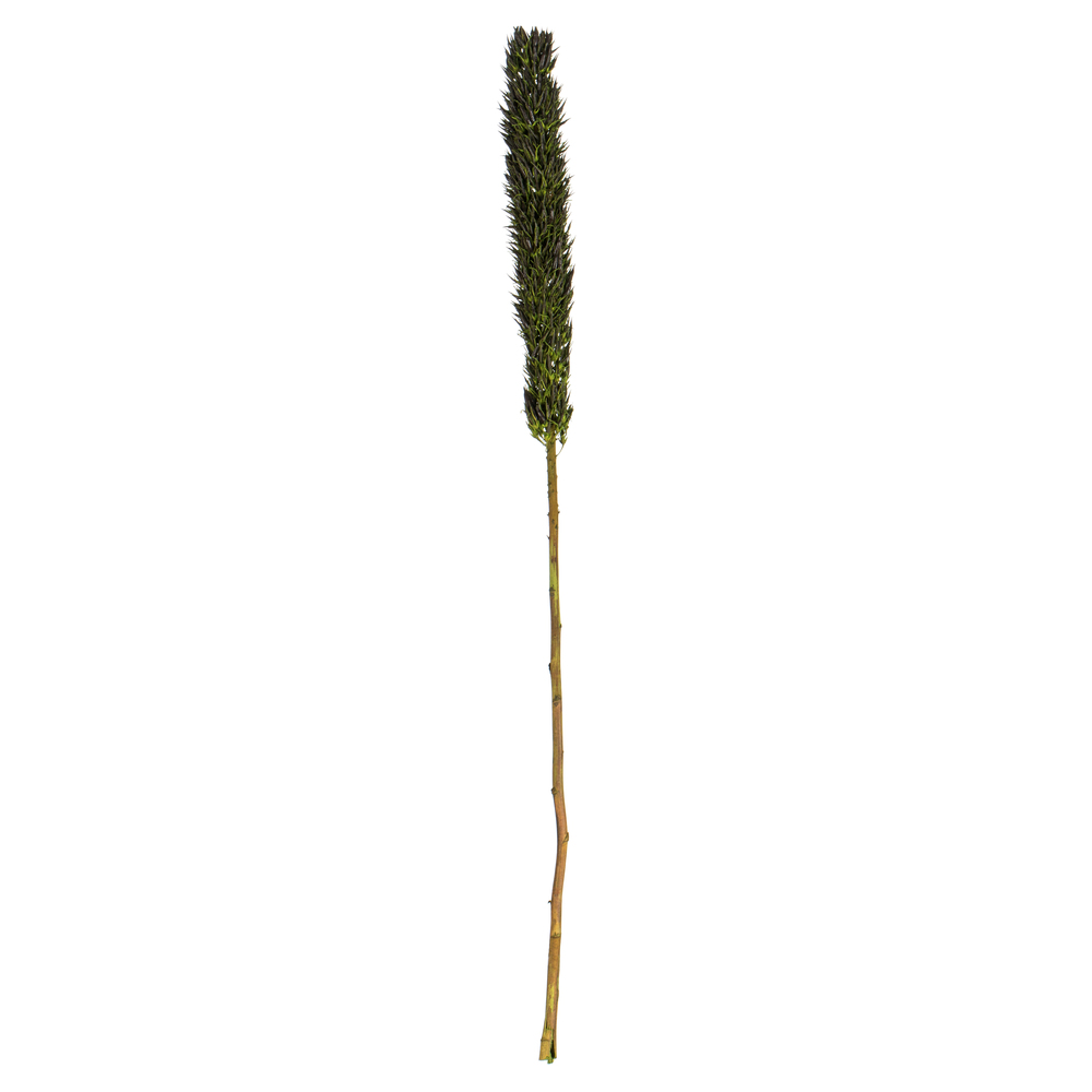 Vickerman Cierus Stem, Dried