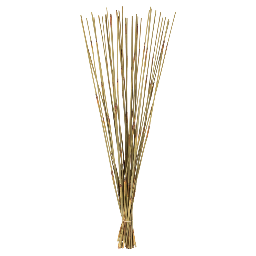 Vickerman 40" Elephant Reed, Dried